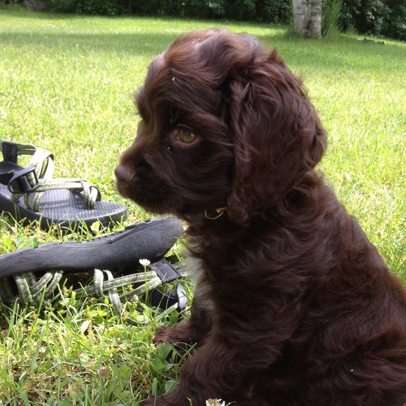 Meet your Posher, Claudia