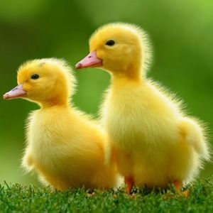 Meet your Posher, Audra