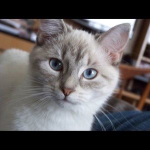 Meet your Posher, Lissa