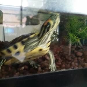 Meet your Posher, Liberty