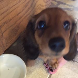 Meet your Posher, Sam