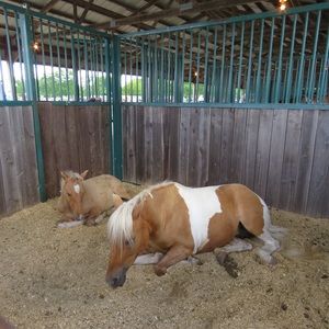 Meet your Posher, Meg