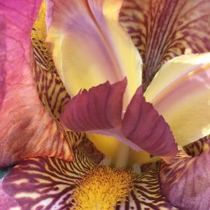 Meet your Posher, Debbie