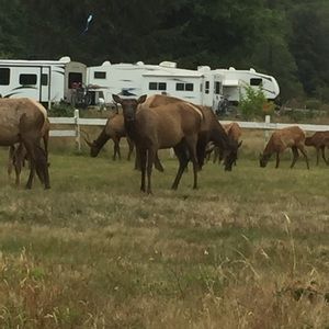 Meet your Posher, Shahnda