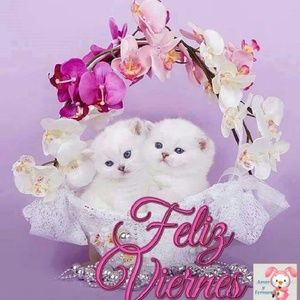 Meet your Posher, Morayma