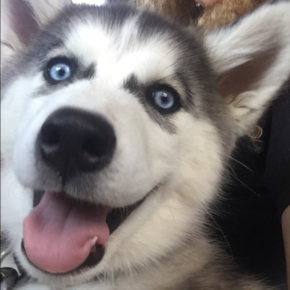 Meet your Posher, Itaska