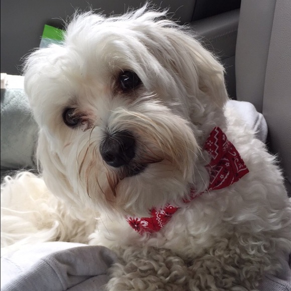 Meet your Posher, Mckenzie - Picture 1 of 1