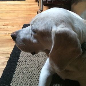 Meet your Posher, Maggie