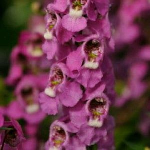 Meet your Posher, Jenifer