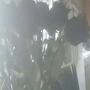 Meet your Posher, Sylvia