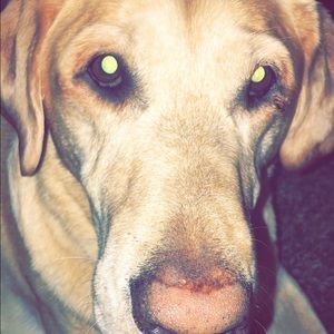 Meet your Posher, Abby