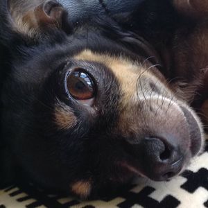 Meet your Posher, Annabella