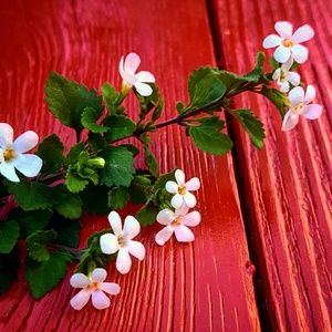 Meet your Posher, Nina