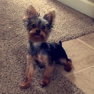 Meet your Posher, Abby