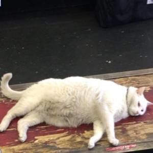 Meet your Posher, Tony