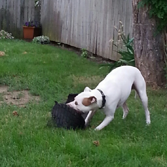 Meet your Posher, Dee - Picture 1 of 1