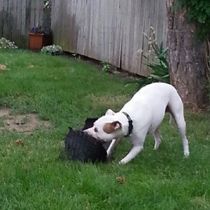 Meet your Posher, Dee