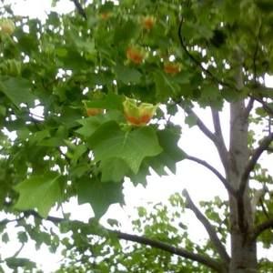 Meet your Posher, Dena