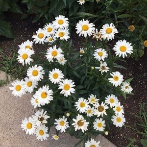 Meet your Posher, Allyson