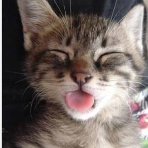 Meet your Posher, Lucy