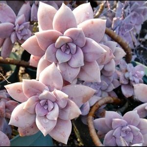 Meet your Posher, Sarai