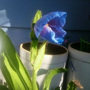 Meet your Posher, Regina