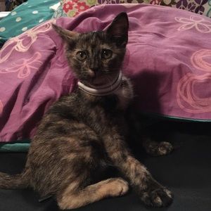 Meet your Posher, Tara