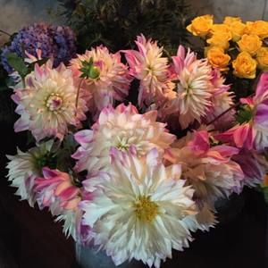 Meet your Posher, Lisley