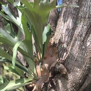 Meet your Posher, Tonya