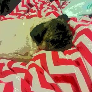 Meet your Posher, Jamie