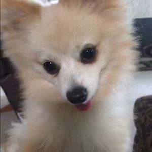 Meet your Posher, Lora