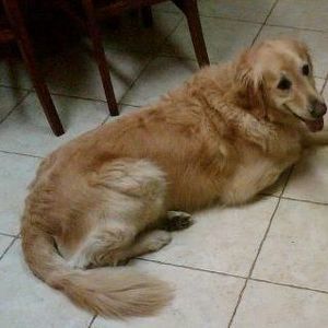 Meet your Posher, Betty