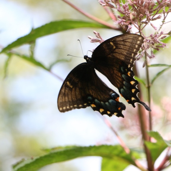Meet your Posher, Elizabeth - Picture 1 of 1