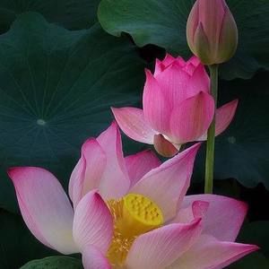 Meet your Posher, Aparna