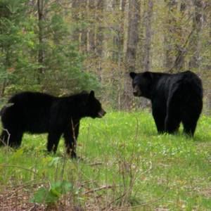 Meet your Posher, Steve