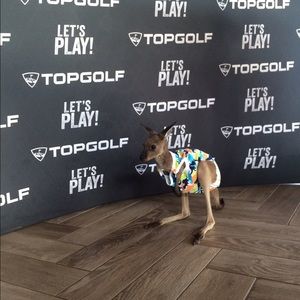 Meet your Posher, Hailey