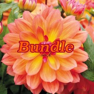 Bundle for @hedgehog2