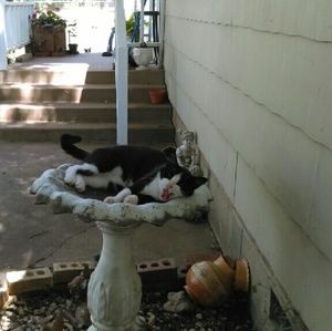 Meet your Posher, Joy