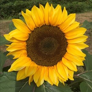 Meet your Posher, Sylvia