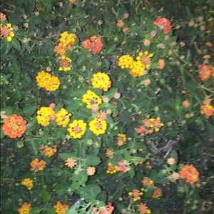 Meet your Posher, Melody