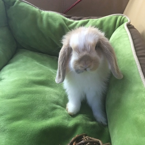 Meet your Posher, Emma - Picture 1 of 1