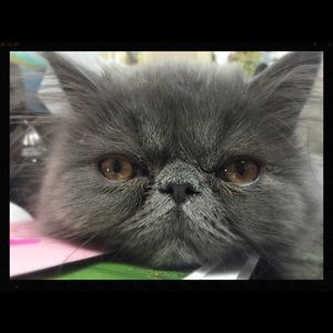 Meet your Posher, Marissa