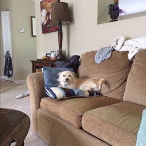 Meet your Posher, Abbie