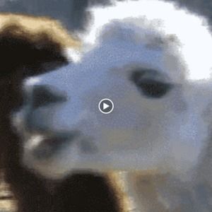 Meet your Posher, Brook