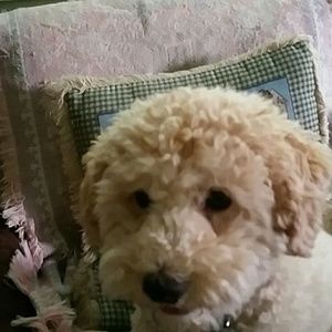 Meet your Posher, Dianne