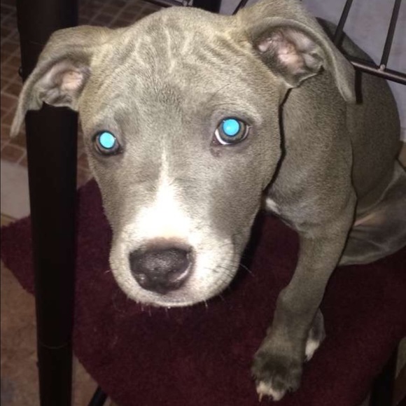 Meet your Posher, Ruby - Picture 1 of 1