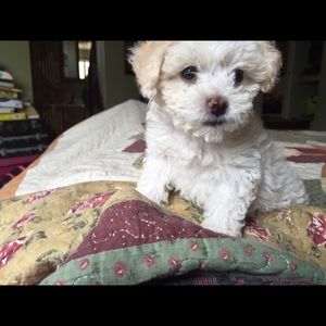 Meet your Posher, Briana