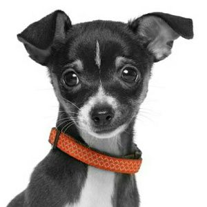 Meet your Posher, Wendy