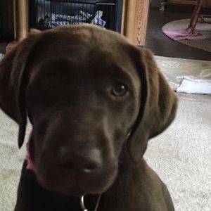 Meet your Posher, Patty