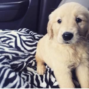 Meet your Posher, Lucy